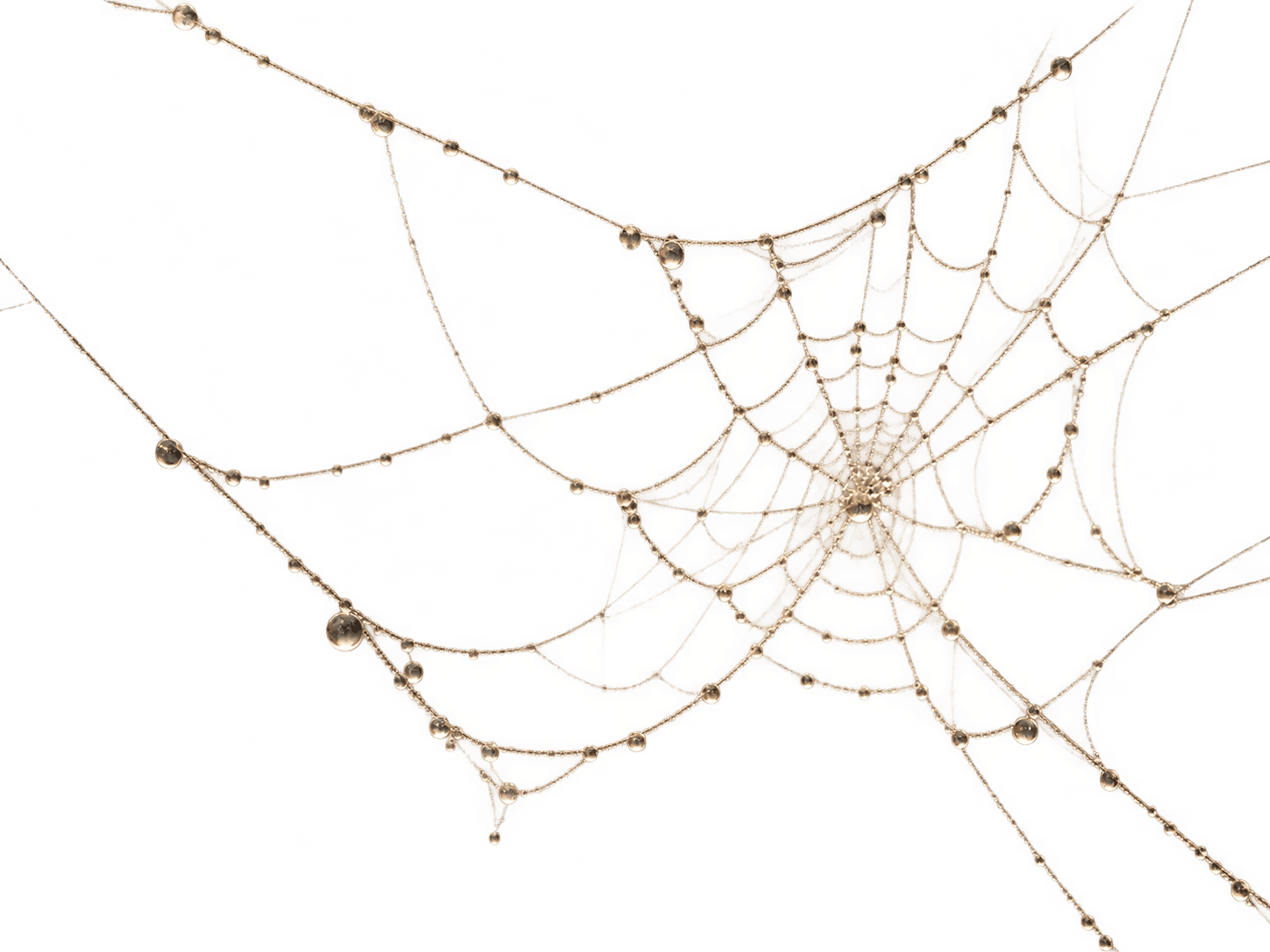 A dew-covered spider web symbolising a paused project